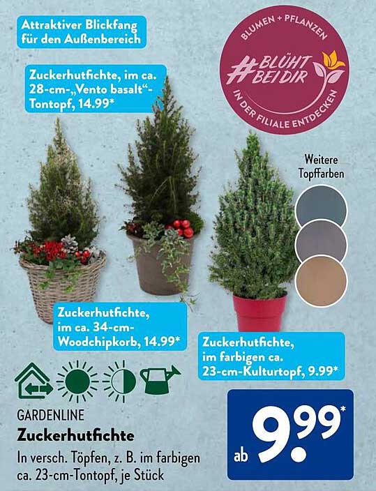 Zuckerhutfichte in verschiedenen Töpfen ab 9,99*