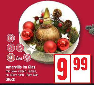 Amaryllis im Glas