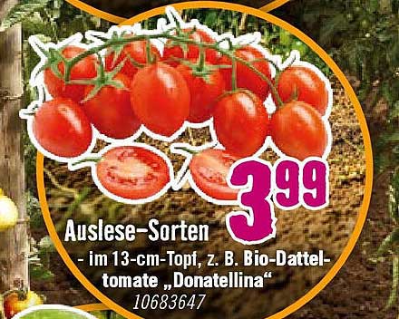 Auslese-Sorten - im 13-cm-Topf, z. B. Bio-Datteltomate „Donatellina“