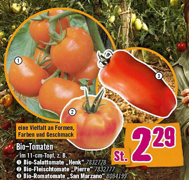 Bio-Tomaten im 11-cm-Topf, z. B. Bio-Salat Tomate „Henk“