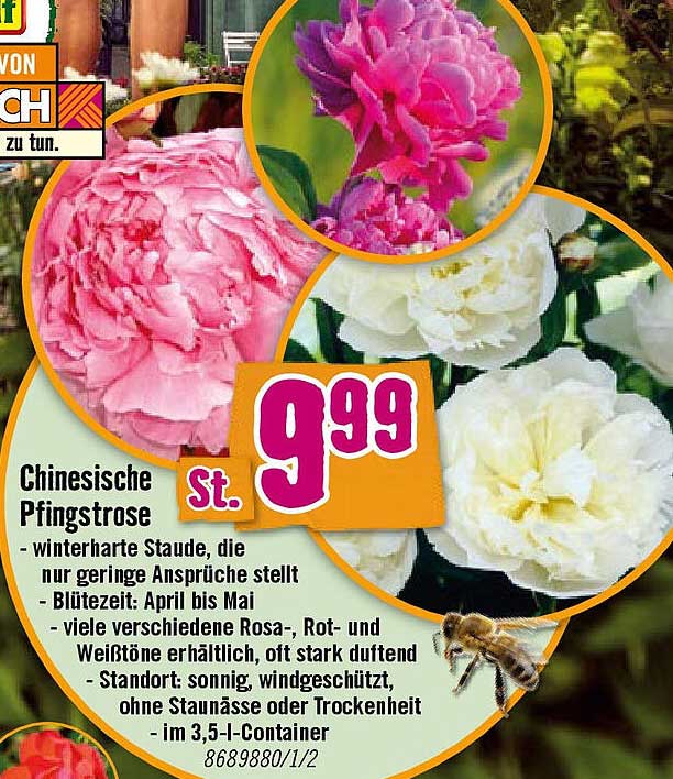 Chinesische Pfingstrose
