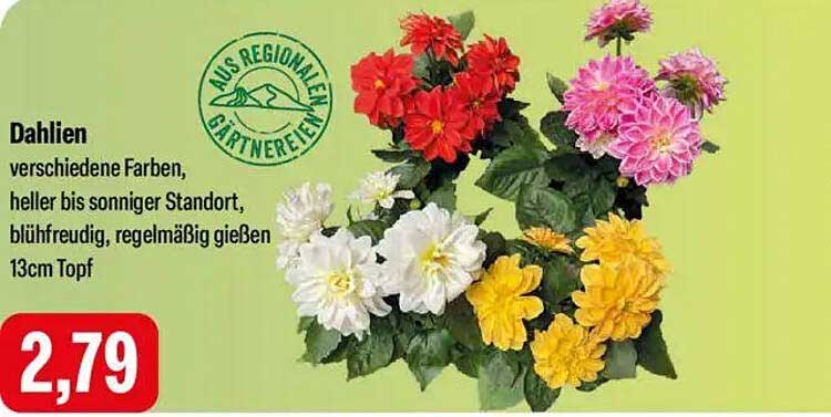 Dahlien in verschiedenen Farben aus regionalem Gärtnern