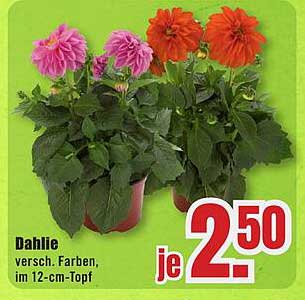 Dahlien in verschiedenen Farben im 12-cm-Topf