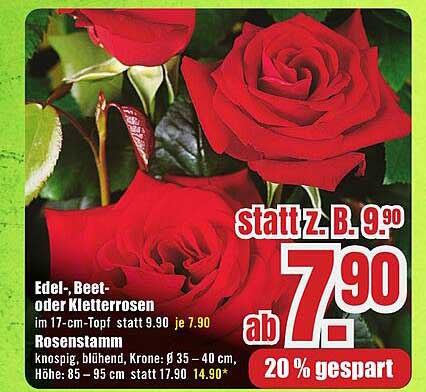 Edel-, Beet- oder Kletterrosen im 17-cm-Topf