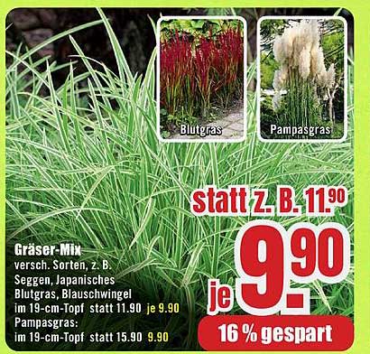 Gräser-Mix - Verschiedene Sorten, z. B. Seggen, Japanisches Blutgras, Blauschwingel