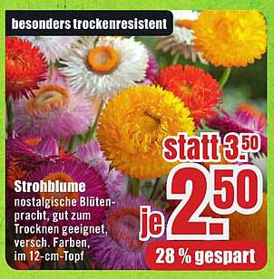 Strohblume - nostalgische Blütenpracht, besonders trockenresistent