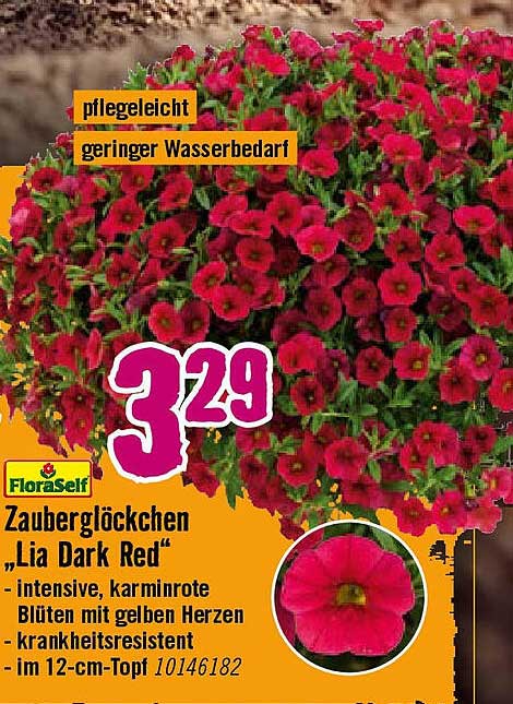 Zauberglöckchen 'Lia Dark Red' im 12-cm-Topf