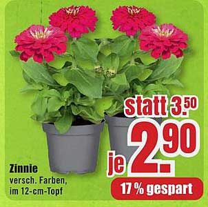 Zinnie - Verschiedene Farben im 12-cm-Topf