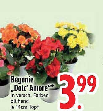 Begonie 'Dolc' Amore'** in versch. Farben blühend je 14cm Topf