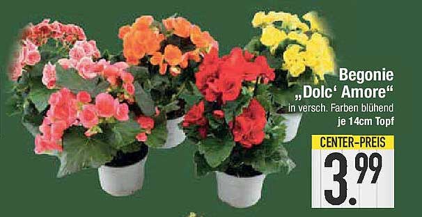 Begonie „Dolc‘ Amore“ in verschiedenen Farben blühend, je 14cm Topf