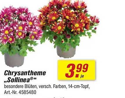 Chrysantheme „Sollinea®“ – besondere Blüten, verschiedene Farben, 14-cm-Topf