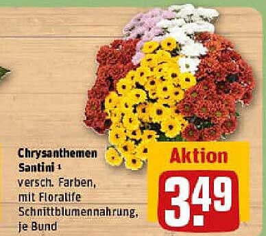 Chrysanthemen Santini – versch. Farben, mit Floralife Schnittblumenahrung, je Bund