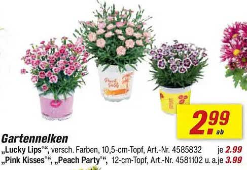 Gartennelken – Lucky Lips, Pink Kisses und Peach Party
