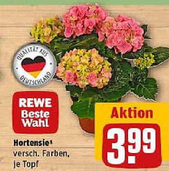 Hortensie – verschiedene Farben, je Topf