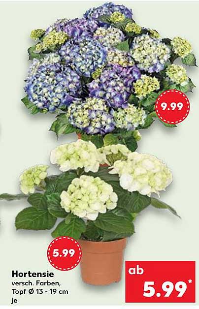 Hortensie - verschiedene Farben, Topf Ø 13 - 19 cm je
