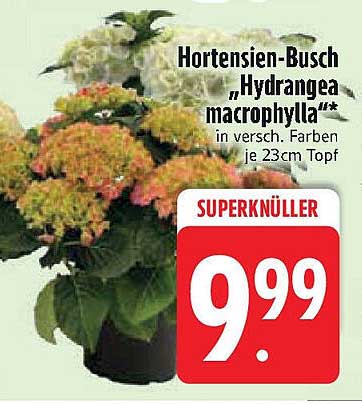 Hortensien-Busch "Hydrangea macrophylla"** in versch. Farben je 23cm Topf