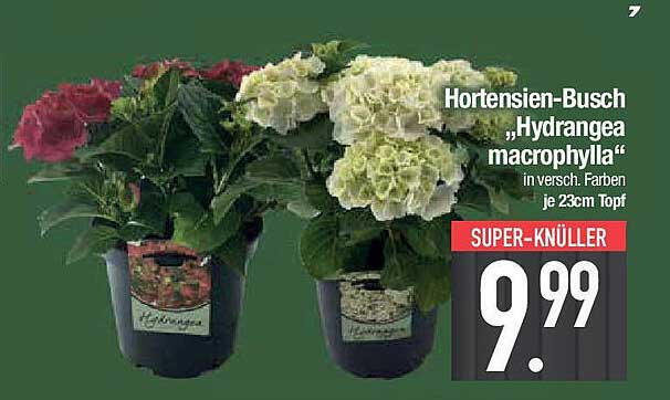 Hortensien-Busch „Hydrangea macrophylla“ in verschiedenen Farben