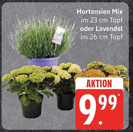 Hortensien Mix im 23 cm Topf oder Lavendel im 26 cm Topf