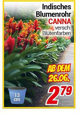 Indisches Blumenrohr CANNA - verschiedene Blütenfarben