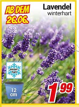 Lavendel winterhart