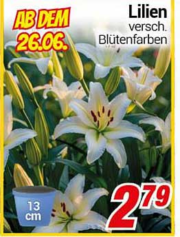 Lilien in verschiedenen Blütenfarben