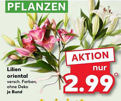 Lilien oriental – verschiedene Farben, ohne Dekoration je Bund
