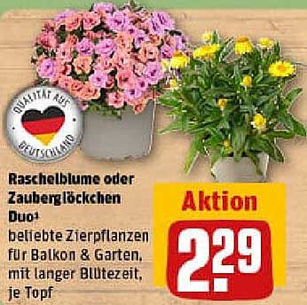 Raschelblume oder Zauberglöckchen Duo – beliebte Zierpflanzen für Balkon & Garten