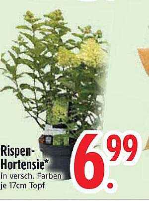 Ripsen-Hortensie in verschiedenen Farben – je 17cm Topf