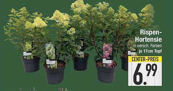 Rispern-Hortensie in verschiedenen Farben, je 17 cm Topf