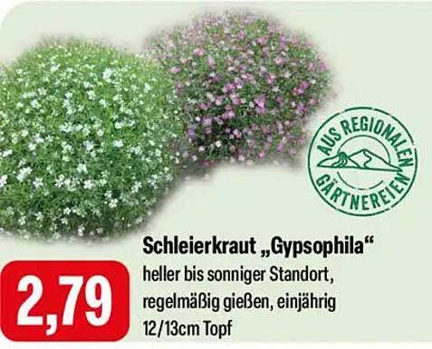 Schleierkraut „Gypsophila“ - Einjähriges Highlight für Ihren Garten