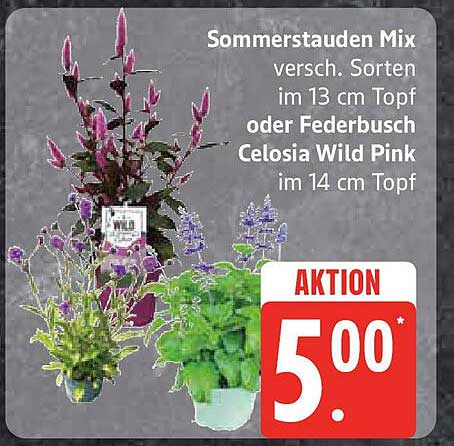 Sommerstauden Mix oder Federbusch Celosia Wild Pink im Angebot