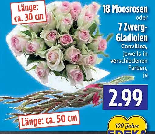 18 Moosrosen oder 7 Zwerg-Gladiolen Convilea, jeweils in verschiedenen Farben, je