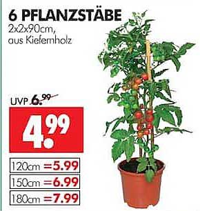 6 PFLANZSTÄBE 2x2x90cm, aus Kiefernholz