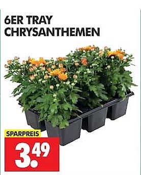 6ER TRAY CHRYSANTHEMEN
