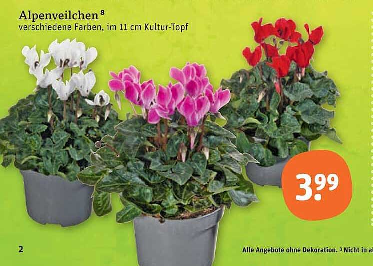 Alpenveilchen⁸