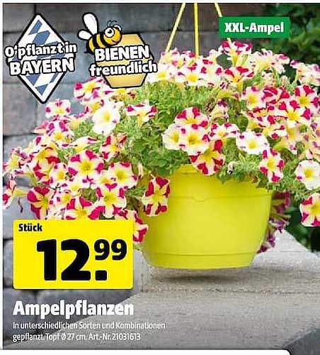Ampelpflanzen
