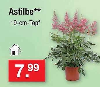 Astilbe** 19-cm-Topf