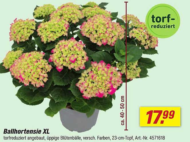 Ballhortensie XL