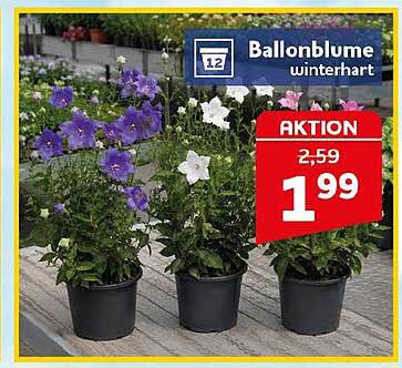 Ballonblume winterhart