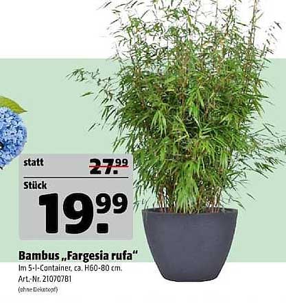 Bambus „Fargesia rufa“