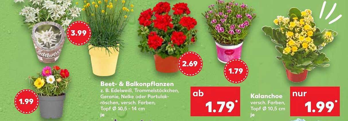 Beet- & Balkonpflanzen