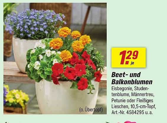 Beet- und Balkonblumen