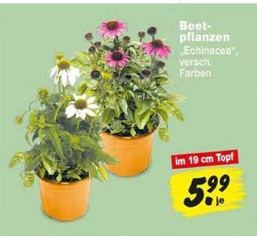 Beetpflanzen „Echinacea“, versch. Farben, im 19 cm Topf