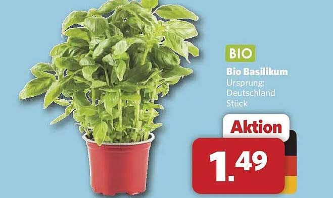 Bio Basilikum