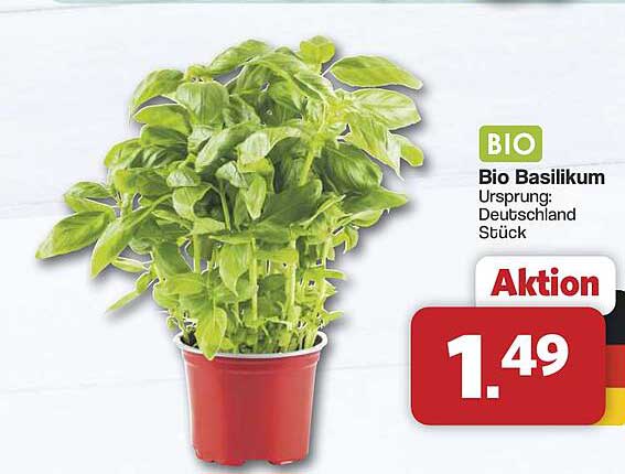 Bio Basilikum