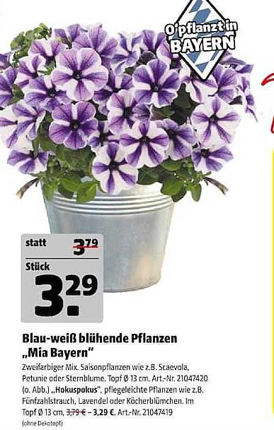Blau-weiß blühende Pflanzen „Mia Bayern“
