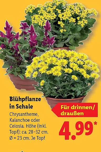 Blühpflanze in Schale