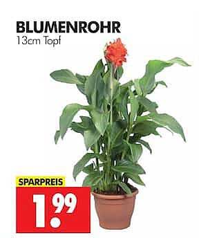 BLUMENROHR 13cm Topf