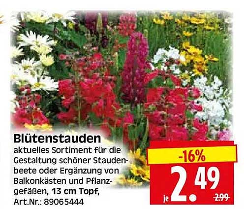 Blütenstauden