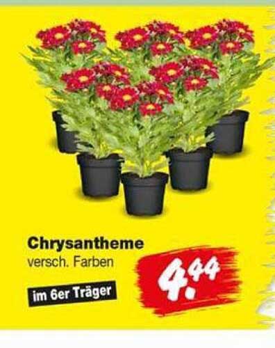 Chrysantheme versch. Farben im 6er Träger
